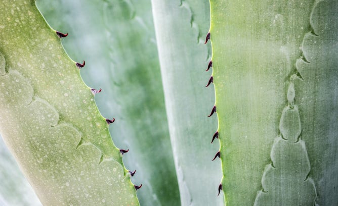 Aloe Vera 
