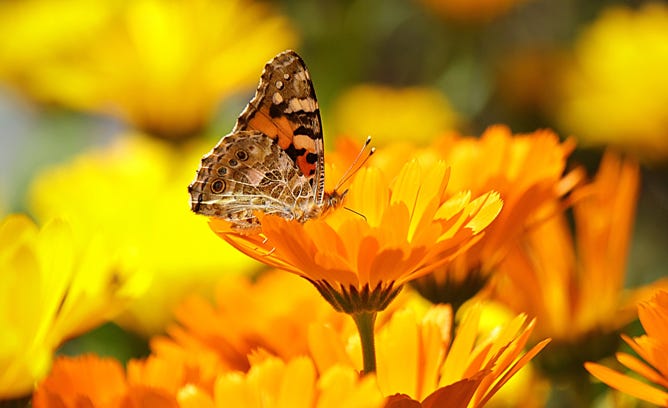 Calendula